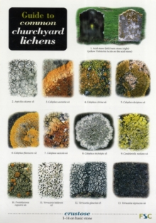 Image for Guide to Common Churchyard Lichens