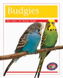 Image for Budgies