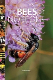 Bees of Norfolk