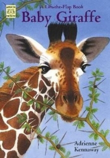 Image for Baby Giraffe