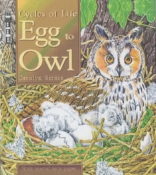 Image for Egg to Owl