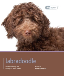 Labradoodle – Dog Expert