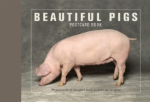 Image for Beautiful Pigs Postcard Books : 30 Postcards of Champion Breeds to Keep or Send