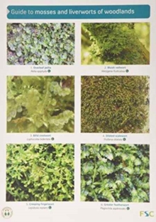 Image for Guide to Mosses and Liverworts of Woodlands