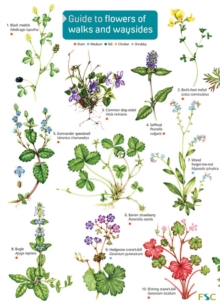 Image for Guide to flowers of walks and waysides