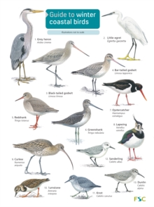 Image for Guide to winter coastal birds