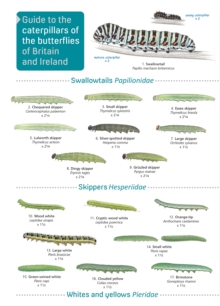 Image for Guide to caterpillars of the butterflies of Britain and Ireland
