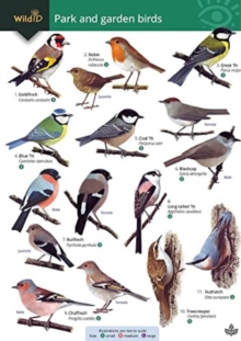 Image for Park and garden birds