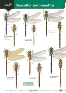 Image for Dragonflies and damselflies
