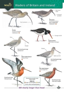 Image for Wader of Britain and Ireland