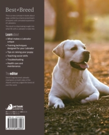 Labrador Retriever Best of Breed