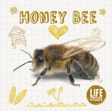 Image for Life cycle of a... honey bee