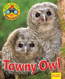 Wildlife Watchers: Tawny Owl