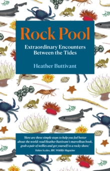 Image for Rock pool  : a life-long fascination told in twenty-four creatures