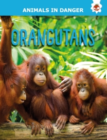 Orangutans: Animals In Danger