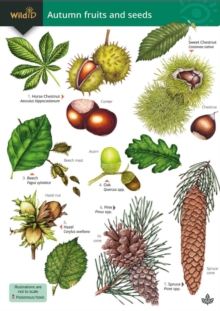 Image for Autumn fruits and seeds