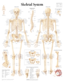 Image for Skeletal System Paper Poster