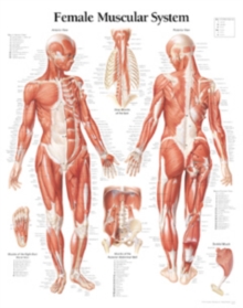 Muscular System with Female Figure Laminated Poster