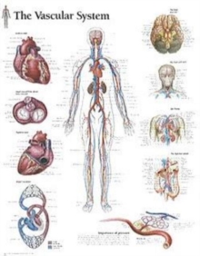 Image for Vascular System Paper Poster