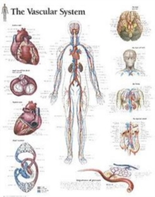 Image for Vascular System Laminated Poster