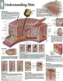 Image for Understanding Skin Laminated Poster