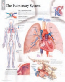 Image for Pulmonary System Laminated Poster