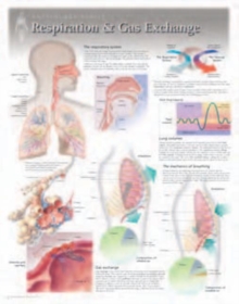 Image for Respiration & Gas Exchange Laminated Poster