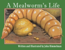 A Mealworm’s Life