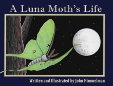 A Luna Moth’s Life