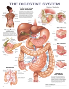 Image for The Digestive System Anatomical Chart