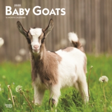 Image for Baby Goats 2020 Square Wall Calendar