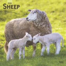 Image for Sheep 2020 Square Wall Calendar