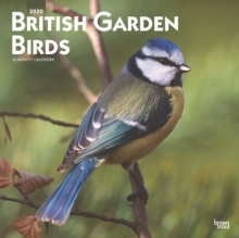 Image for British Garden Birds 2020 Square Wall Calendar