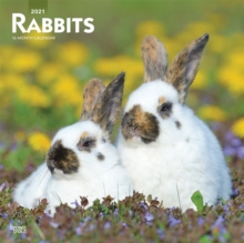 RABBITS 2021 SQUARE