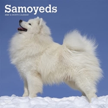 SAMOYEDS 2022 SQUARE