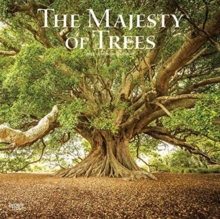 MAJESTY OF TREES THE 2022 SQUARE
