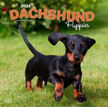 DACHSHUND PUPPIES 2024 SQUARE