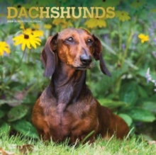 DACHSHUNDS 2024 SQUARE FOIL