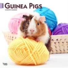 Image for GUINEA PIGS 2024 SQUARE