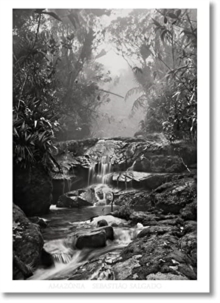 Image for Sebastiao Salgado. Amazonia. Poster 'Creek'
