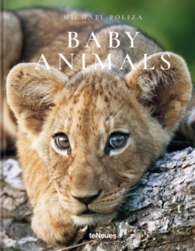 Baby Animals