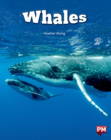 Image for Whales Level 24 X6
