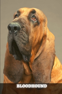 Image for Bloodhound