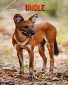 Image for Dhole