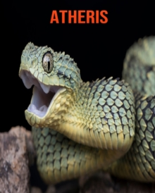 Image for Atheris : Informations Etonnantes & Images