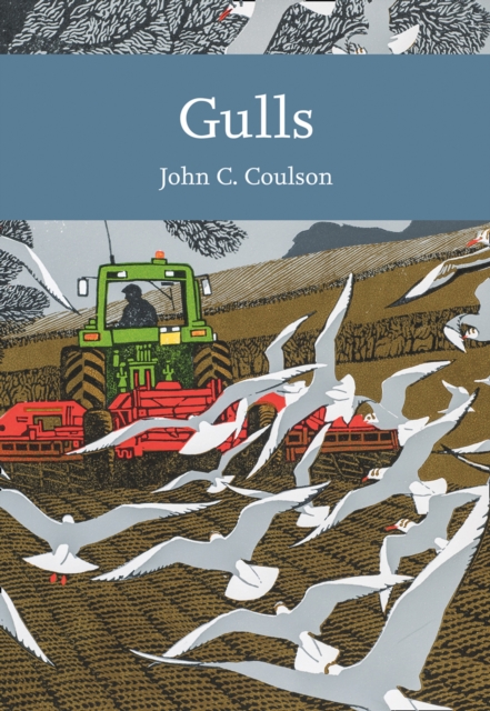 Gulls