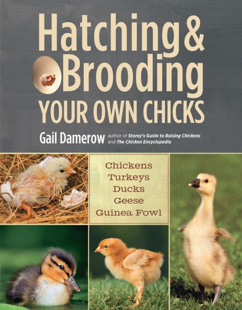 Hatching and Brooding Your Own Chicks