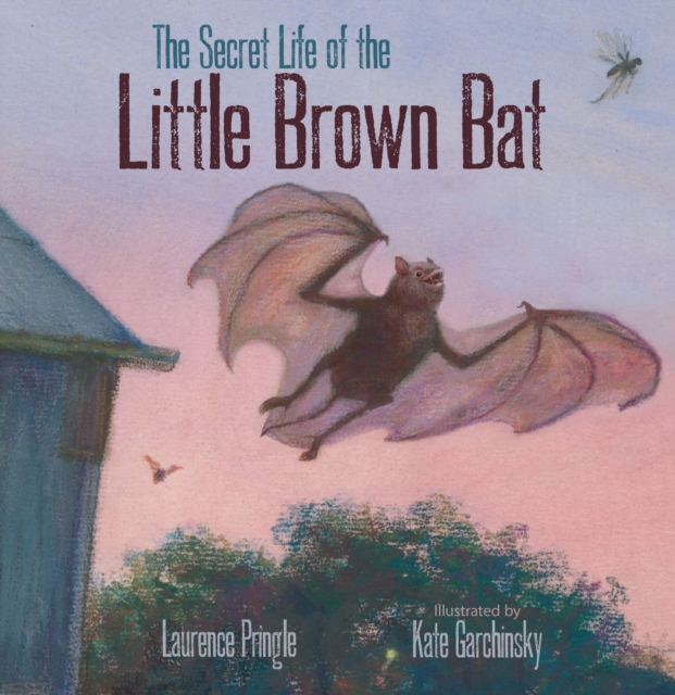 Secret Life of the Little Brown Bat