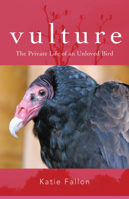 Vulture   The Private Life of an Unloved Bird