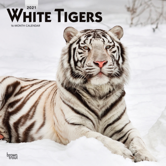 White Tigers 2021 Square Calendar